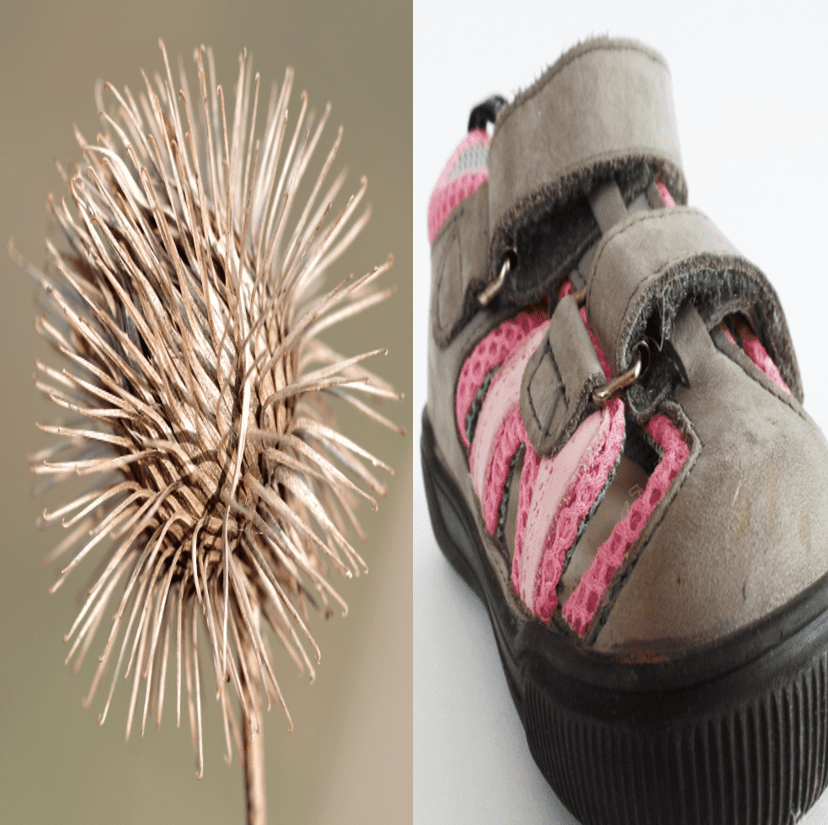 A burr and a velcro shoe